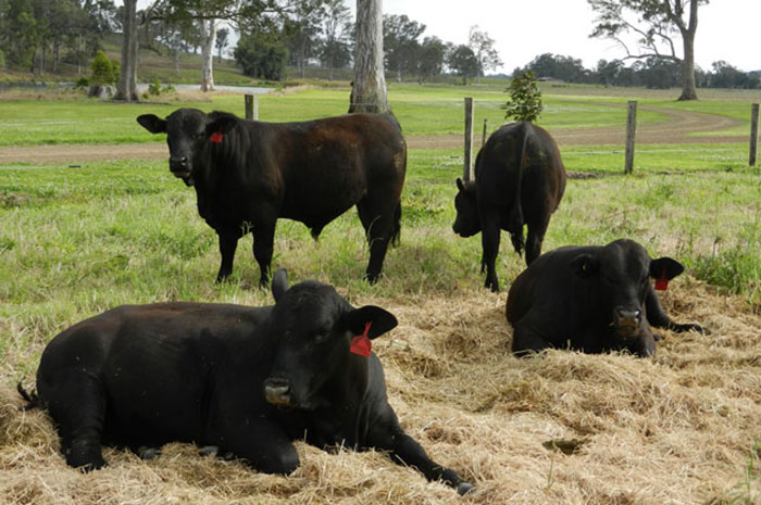 Breeding cattle
