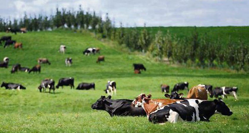 Demand for breeding livestock