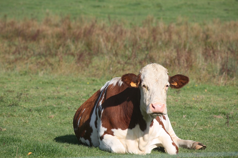 Creșterea vitelor din direcția lactatelor