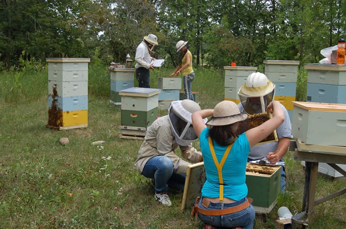 Geschäftsplan für die Honigproduktion