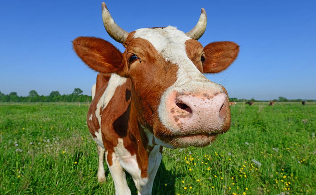A tehén metánkibocsátása