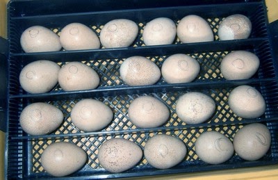 guinea fowl breeding in an incubator
