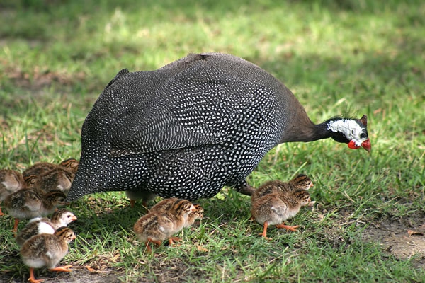 Guinea fowl breeding at home