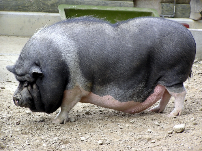 גידול חזירים