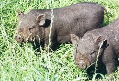 breeding Vietnamese pigs