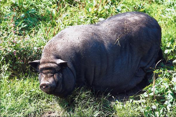 חזיר ממזר וייטנאמי