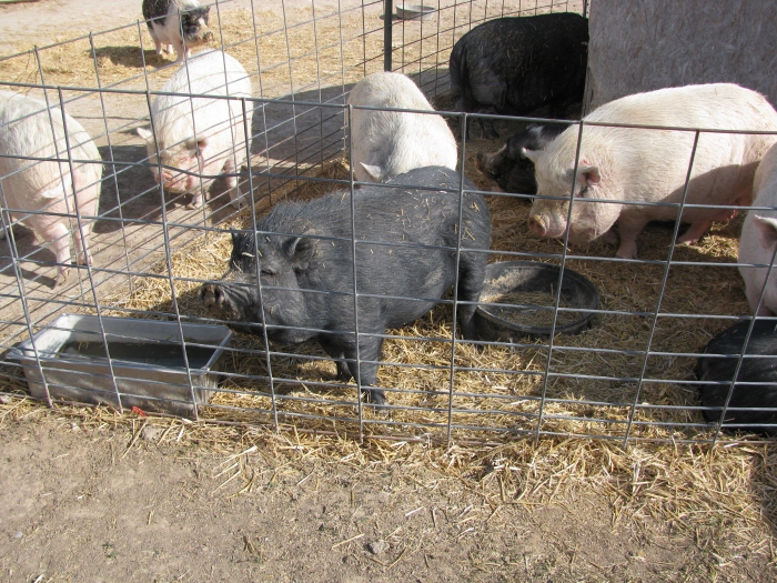 חזירים מגדלים ביתיים