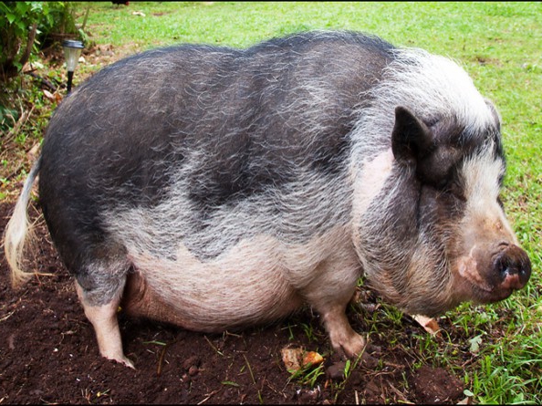pig breeding conditions
