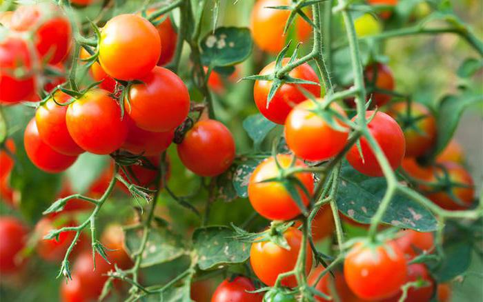 pestovanie sadeníc paradajok v byte
