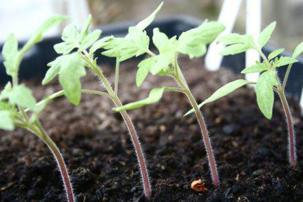 growing tomato seedlings