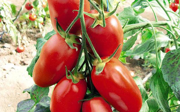 groeiende tomatenzaailingen in een kas te koop
