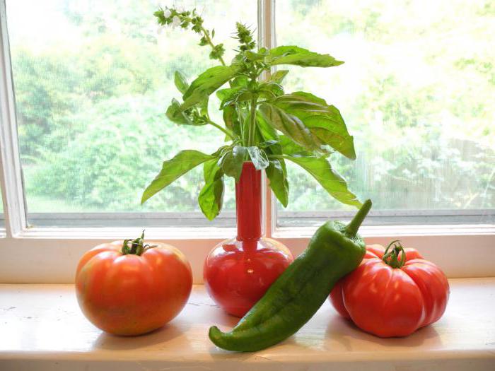 wachsende Tomaten- und Pfeffersämlinge