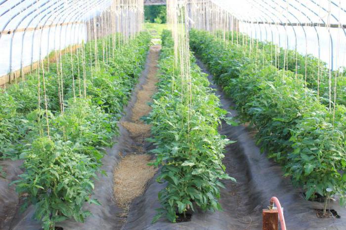 odling av tomatplantor i ett växthus