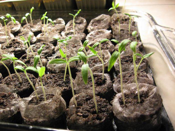 wachsende Tomatensämlinge in Torf-Tabletten