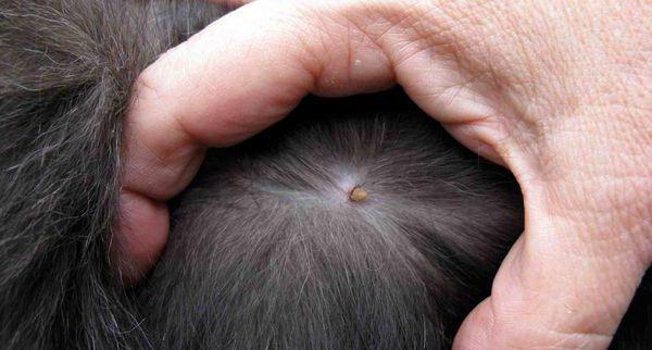 tick acaricidal treatment