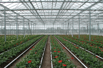 Greenhouse business