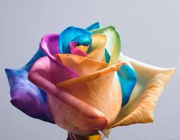  Multi-colored roses
