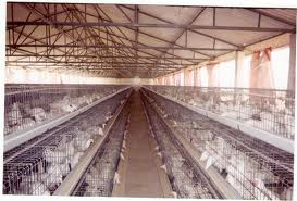 Agricultura de pasăre ca afacere