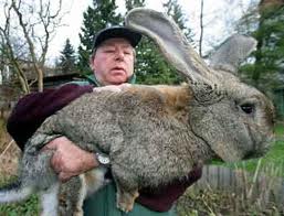 Rabbit breeding at home