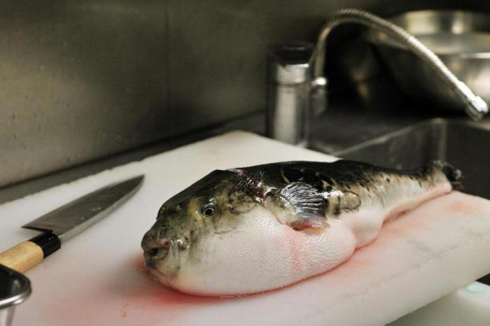 the most expensive fish in the world