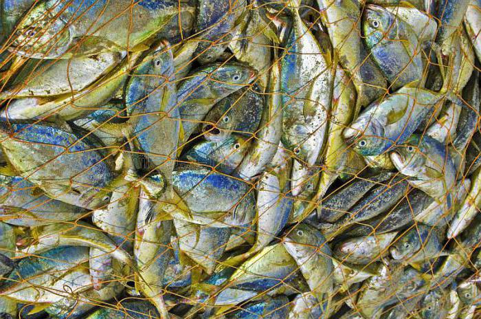 wat is de boete voor het vissen met netten