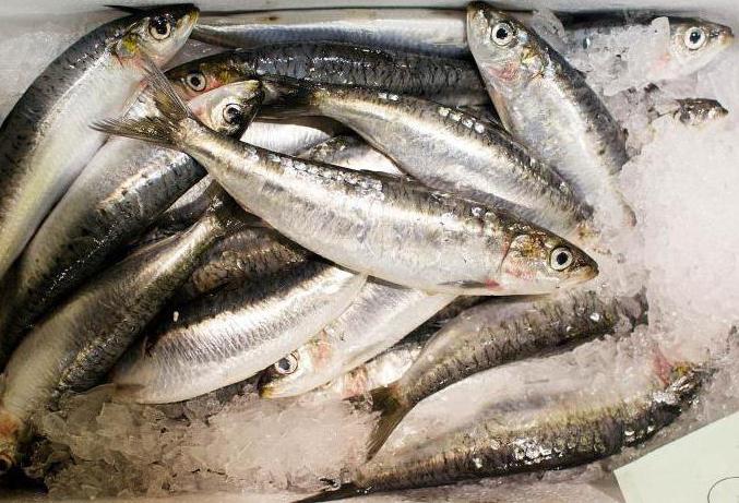 שוק הדגים במחנה החם במוסקבה