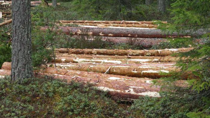 Dřevařský průmyslový komplex Ruska