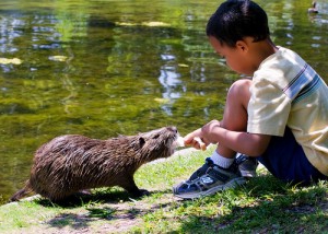 condiciones de cría de nutria