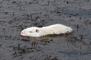 contenuto di cura per l'allevamento di nutria