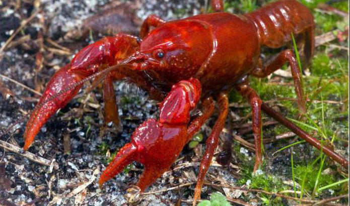 types of crayfish photo