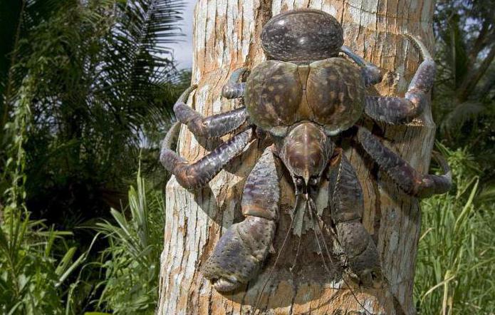 tipos de cangrejos de río