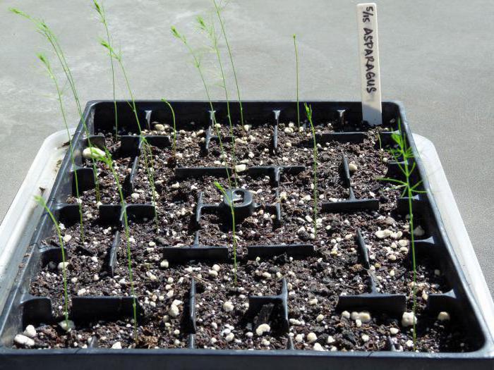 seed growing asparagus