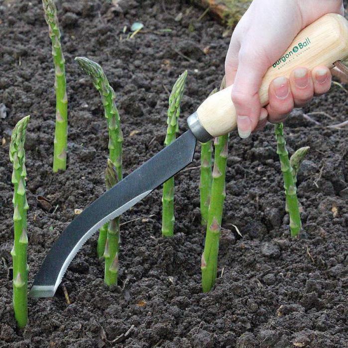asparagus growing photo