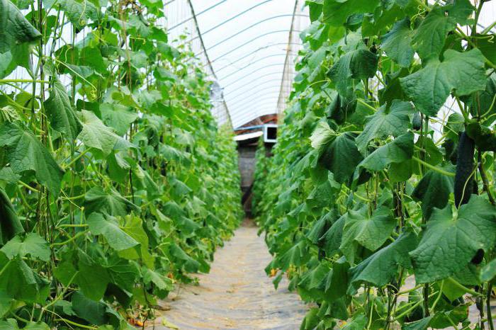 the best polycarbonate greenhouse cucumbers