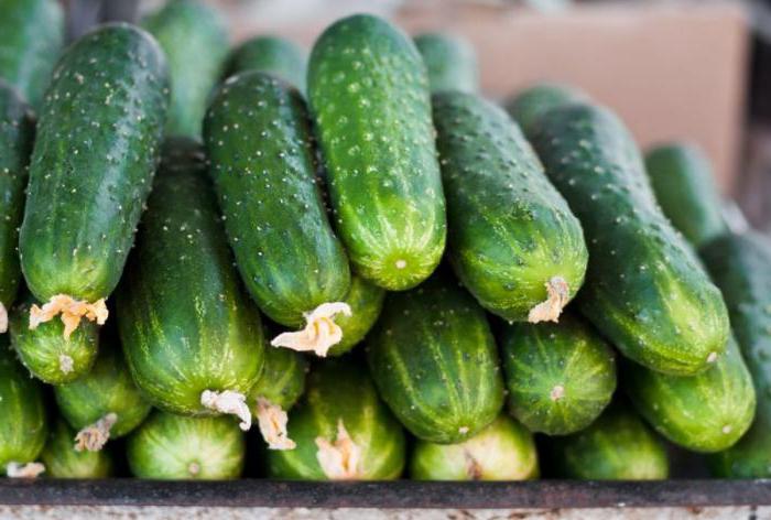 variëteiten van komkommers voor polycarbonaat kassen beoordelingen