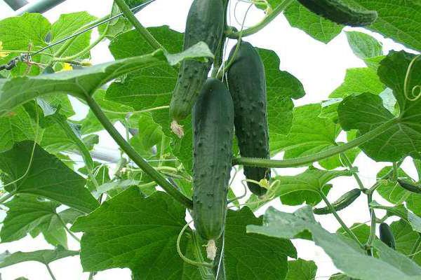 nieuwe soorten komkommers voor de polycarbonaatkas