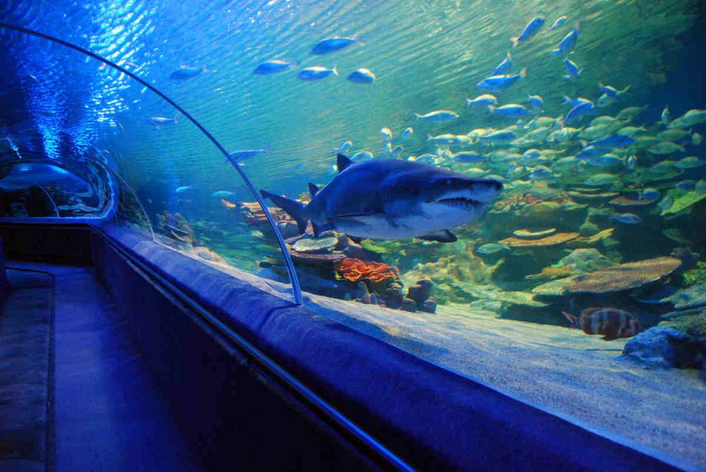 crocus stadhuis aquarium beoordelingen