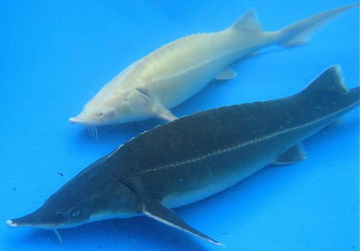features of sturgeon breeding at home