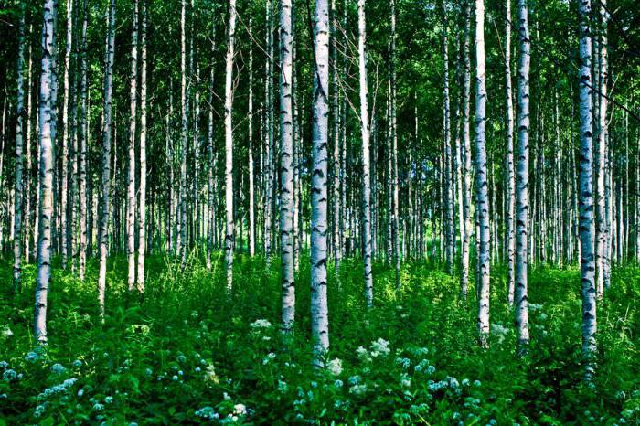 skogsbeskattning