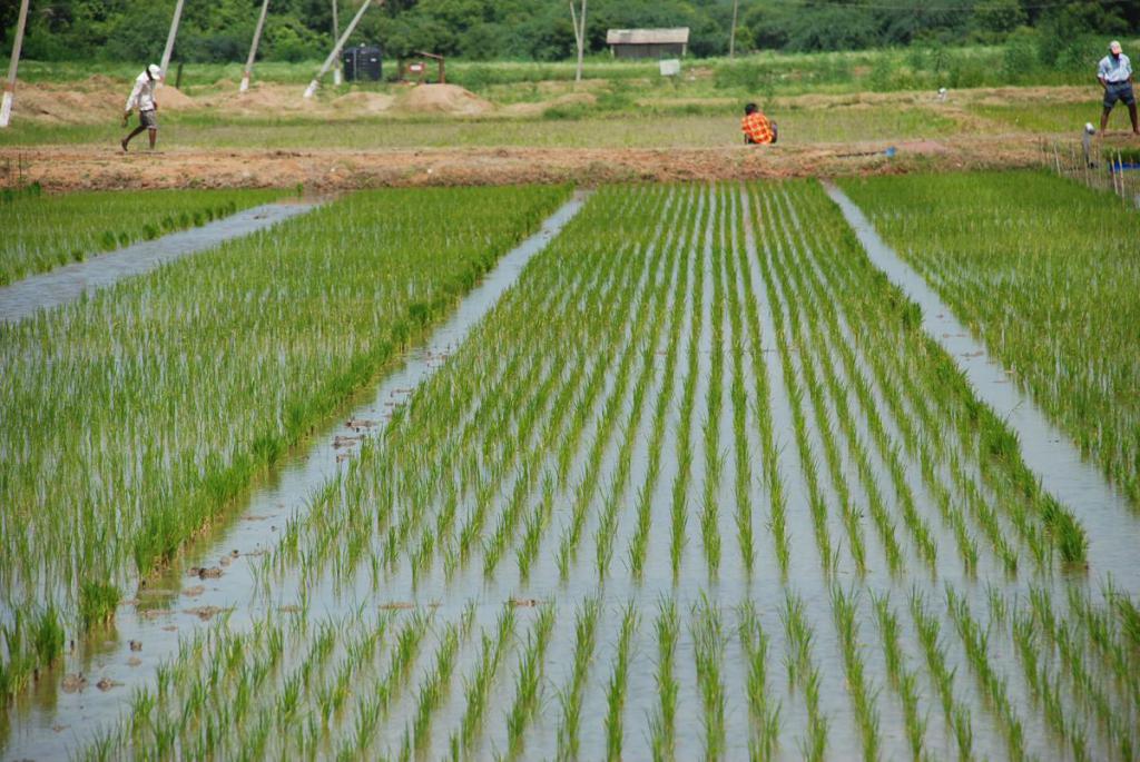 Irrigation in Asia