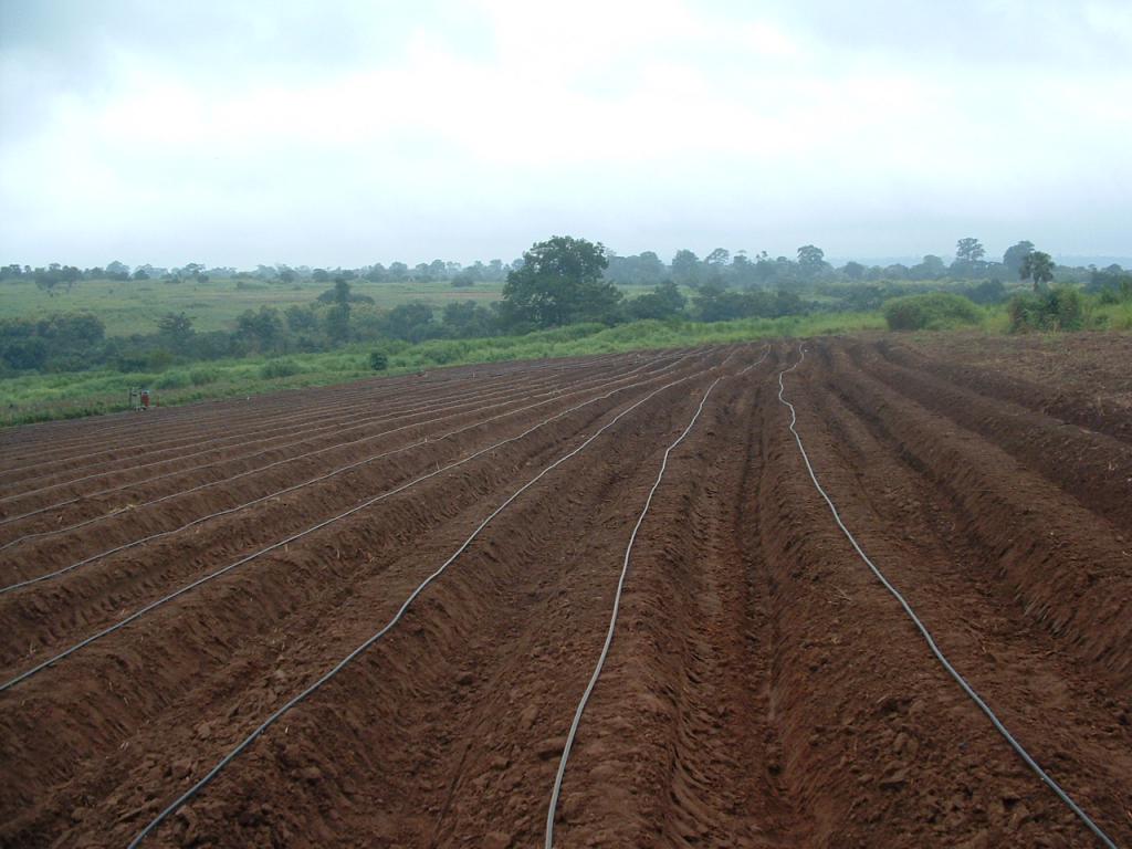 Cultivation of irrigated land