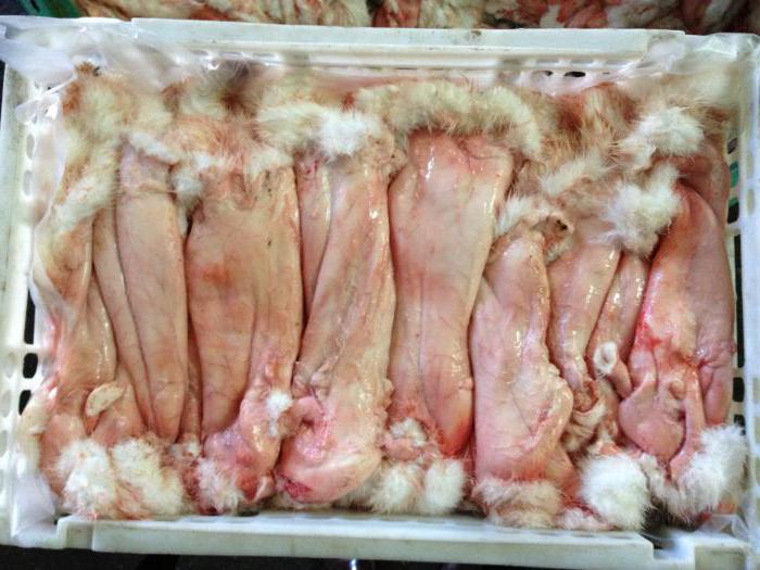 all about dressing rabbit skins at home