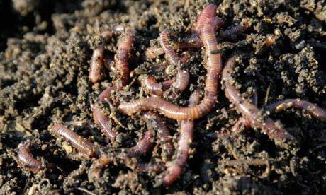 Würmer zu Hause züchten