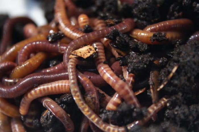 fokken Californische worm