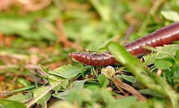 conditions for breeding worms