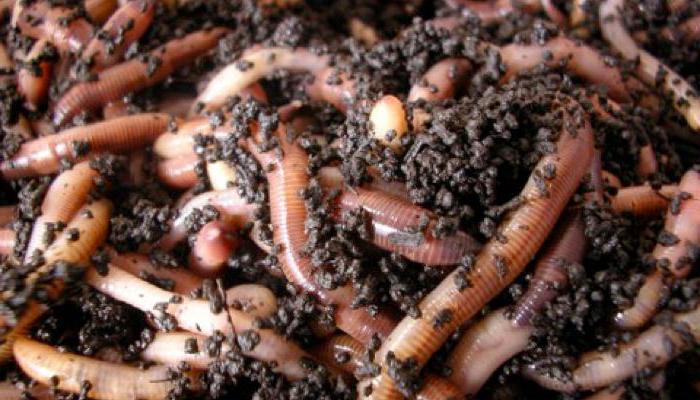 Würmer zum Fischen zu Hause züchten