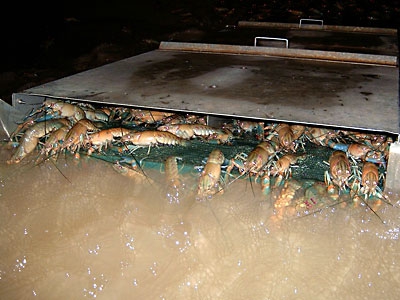 crayfish farm