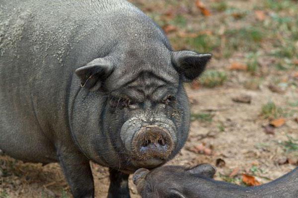 виетнамски копелета свине