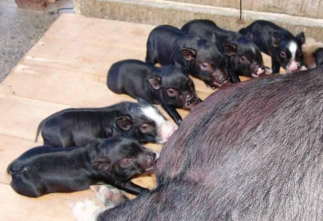feeding of Vietnamese lop-sided piglets