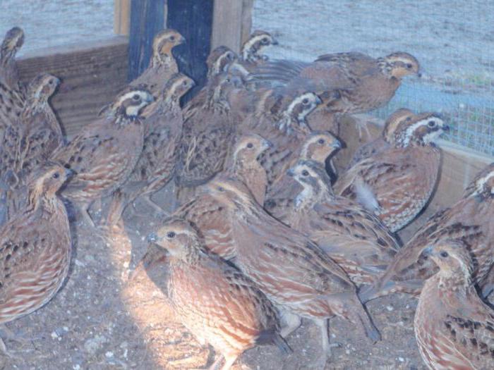 quail breeding and keeping at home